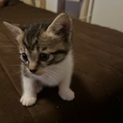 妊娠中の猫を保護したため。 - 里親募集