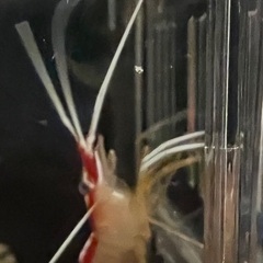 海水魚　スカンクシュリンプ1匹の画像