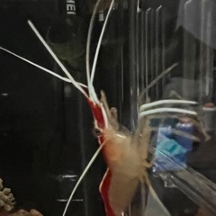 海水魚　スカンクシュリンプ1匹の画像
