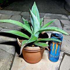 🌵アガベ・アメリカーナ🌵アオノリュウゼツラン🌵❷