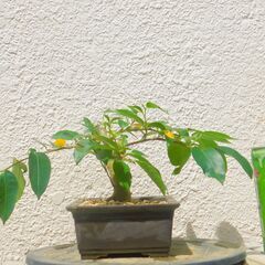 盆栽素材ハマイヌビワ