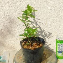 盆栽素材ピラカンサスー２