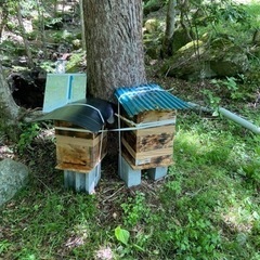 日本蜜蜂 育っててみませんか？ 来年の分峰に向けて