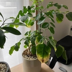 【取引成立】観葉植物　ヘテロパナックス