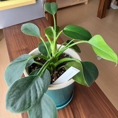 観葉植物② フィロデンドロン