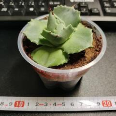 アガベ王妃雷神