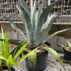 【ドライガーデンに】アガベ、ユッカ、サボテン 等