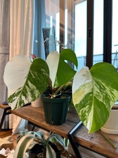 モンステラ　斑入り