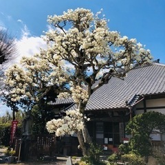 【阿字観-白蓮道場】の画像