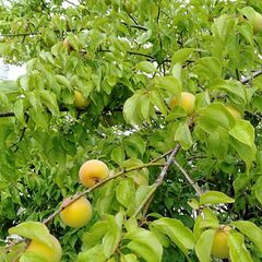 梅　無農薬　1キロ500円　6/10　6/11受け渡し