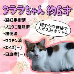 4歳位　穏やかで、いつも一緒に寄り添ってくれる、人が好きなクララ...