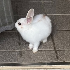 うさぎ里親募集