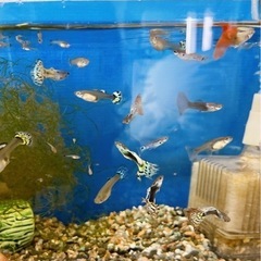 グッピーの稚魚　10匹ですの画像