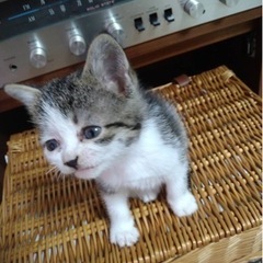 生後2ヶ月の3兄弟