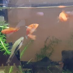 ソードテール ４匹