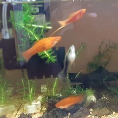 ソードテール ４匹の画像