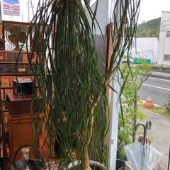 観葉植物　トックリラン　ポニーテール　大きなサイズ　店舗　オブジェ