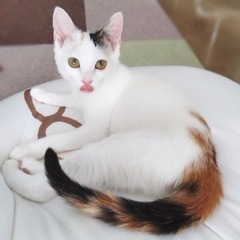 医療処置完了お見合い可能♪美少女白三毛子猫♡エナちゃん 