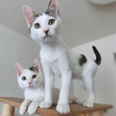 医療処置完了お見合い可能♪ ☆コミュ力抜群イケメン子猫しま君