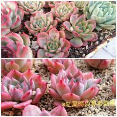 韓国苗　エケベリア　マリア　多肉植物　抜き苗