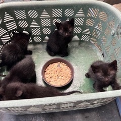 生後１ヶ月の子猫4匹 「全て決まりました」