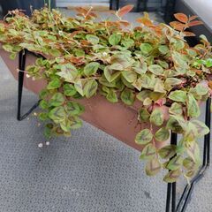 【観葉植物】ヒメツルソバ・差し上げます