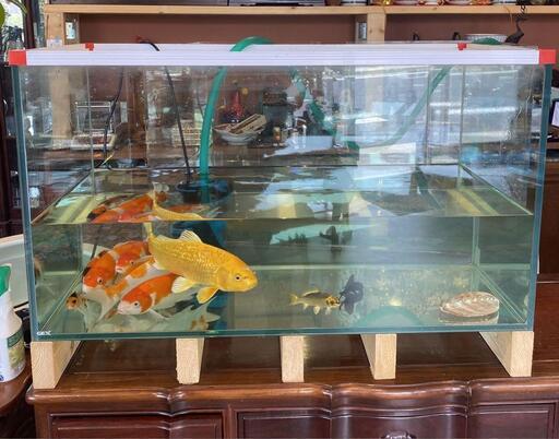 ガラス水槽本体、濾過槽（現状品）、ライト※魚は付きません。