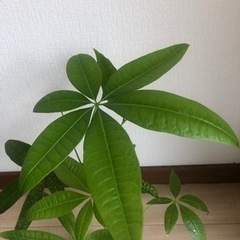 値下げ　パキラ　おしゃれな鉢 6月24日までの画像