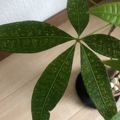 値下げ　パキラ　おしゃれな鉢 6月24日までの画像