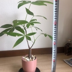 値下げ　パキラ　おしゃれな鉢 6月24日までの画像