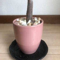 値下げ　パキラ　おしゃれな鉢 6月24日までの画像