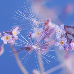 🌸🔮 才能開花！占い・スピリチュアル起業診断 🔮🌸