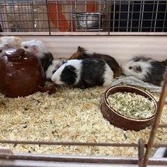 モルモット、1歳未満 - 浜松市