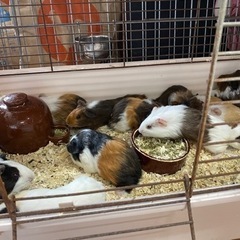 モルモット、1歳未満 − 静岡県