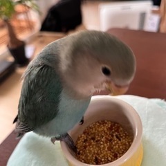 一歳半コザクラインコブルー − 秋田県