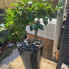鉢植え、庭石など