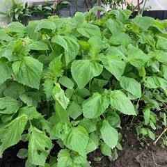 お話し中です　青シソ苗ありますの画像