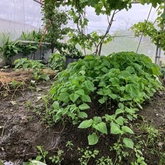 お話し中です　青シソ苗あります
