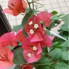 札幌市　ブーゲンベリア　大きい鉢