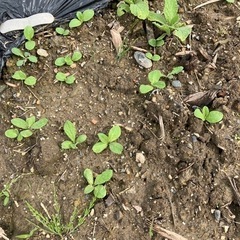 ボリジの苗のひとり生えが沢山出来ました。