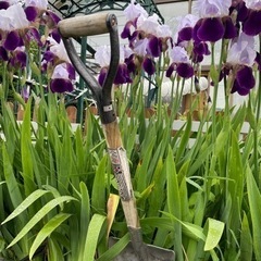 花球根　ジャーマンアイリス　　白✖️紫の画像