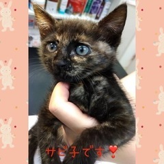 とにかく元気な可愛い子猫【譲渡会参加】