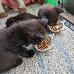 黒猫子猫　募集終了