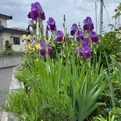 球根　アイリス　青紫　値下げしましたの画像