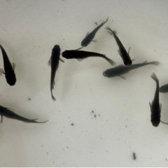 ミユキ、オロチ、楊貴妃計30匹の画像