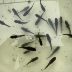 オロチ20匹  　楊貴妃10、ミユキ強光10、サファイヤ10の画像