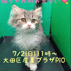 3/8生足長マンチカン♂ブラウンタビー＆ホワイト ロングヘア♪(トライアウト猫)の画像