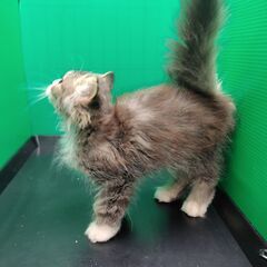 3/8生足長マンチカン♂ブラウンタビー＆ホワイト ロングヘア♪(トライアウト猫) - 里親募集