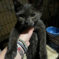 脚長マンチカン　おしゃべりくん