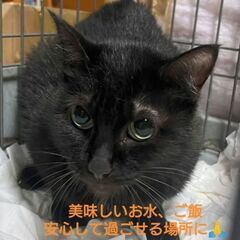 私を出して！🆘タカラちゃん♀4歳🍎FIV